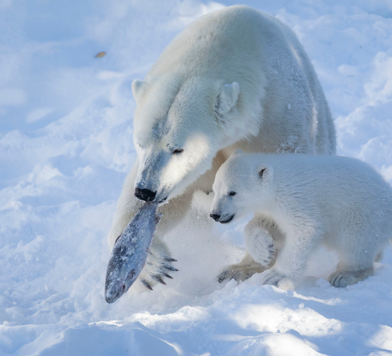Ranua Wildlife Park Guided Tour from Rovaniemi, With Lunch