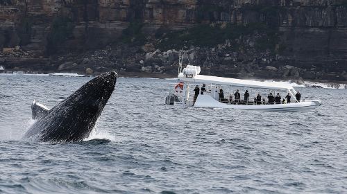 Sydney Whale-Watching by Speed Boat - HolidaySG