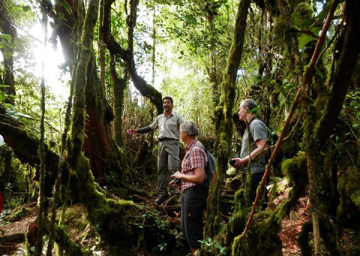 Cameron Highlands and Mossy Forest Half Day Tour - HolidaySG
