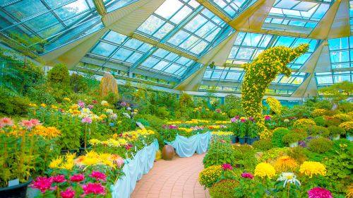 Chuncheon, South Korea one-day tour[Nami Island/Alpaca World/Garden of Morning Calm] Day Tours