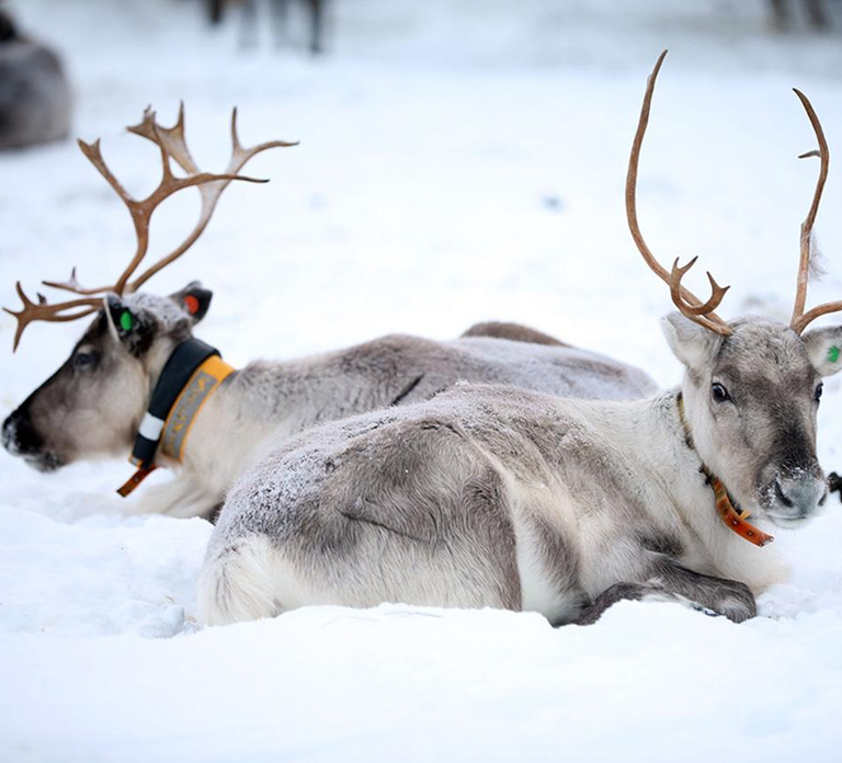 Kuusamo: Reindeer Farm Visit