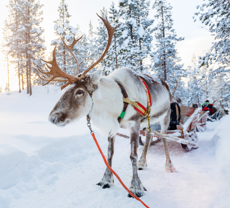 Levi: Reindeer Experience with Sled Ride