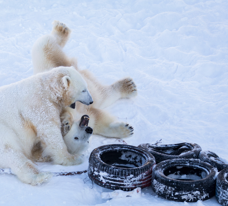 Rovaniemi: Day at Ranua Wildlife Park Arctic Zoo