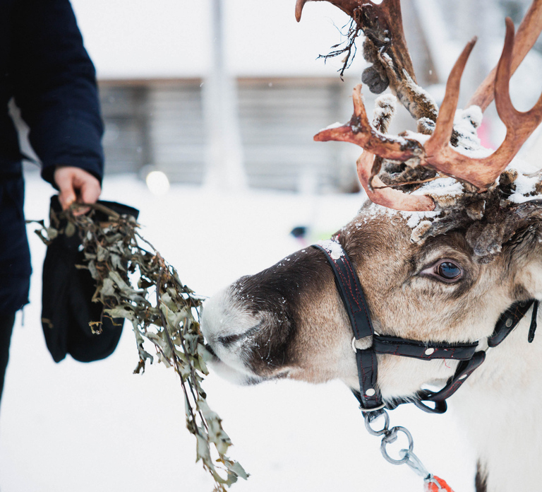 Rovaniemi: Reindeer, Huskies & Santa Claus Village