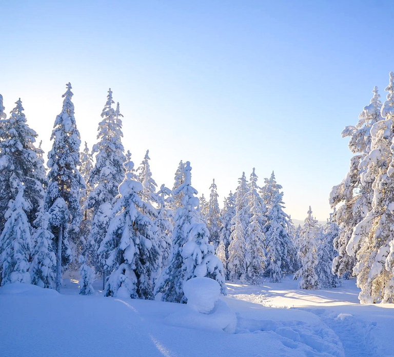Rovaniemi: Wilderness Tour