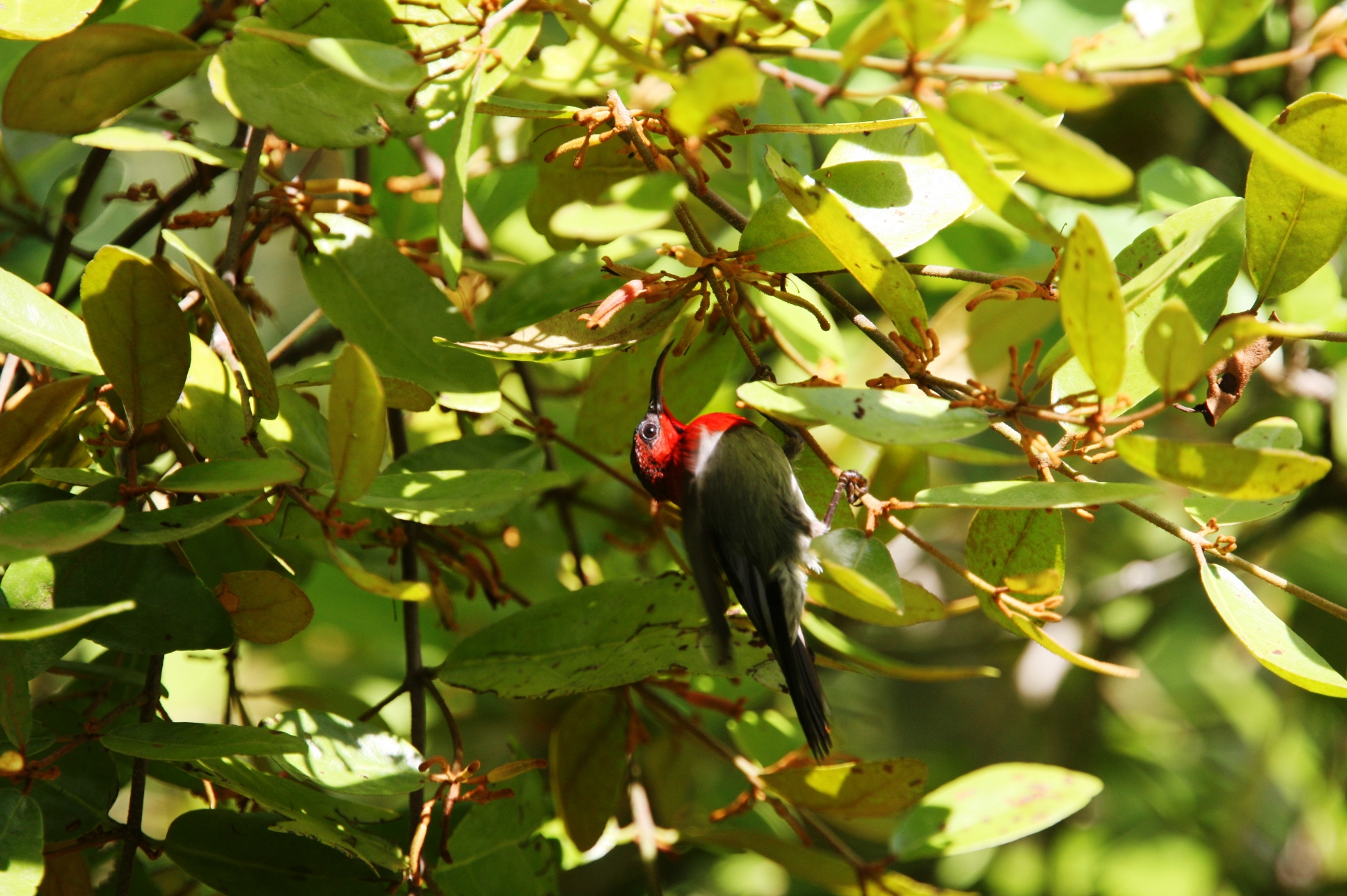 Birdwatching Experience in Desaru , Johor - HolidaySG