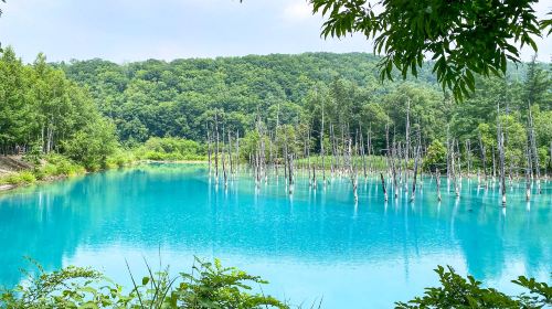 Hokkaido Asahiyama Zoo + Shirogane Blue Pond (Aoiike) + Shirahige Waterfall + Ningle Terrace 1-day tour Day Tours