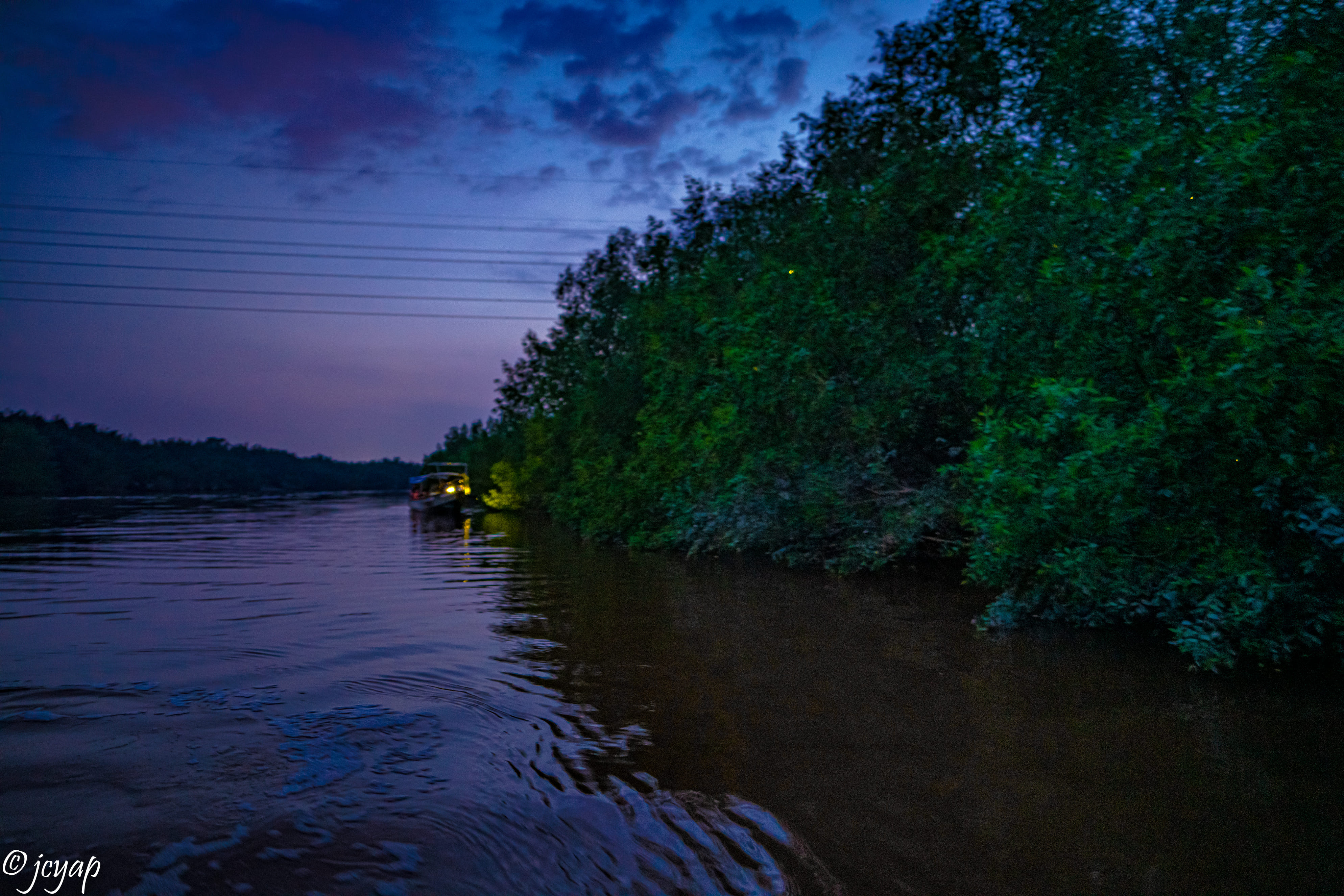 Fireflies Experience in Kuala Selangor 