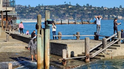 Muir Woods, Sausalito and Ferry back to Fisherman's Wharf Day Tours