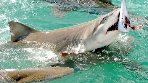 Shark and Wildlife Viewing Adventure in Key West Day Tours