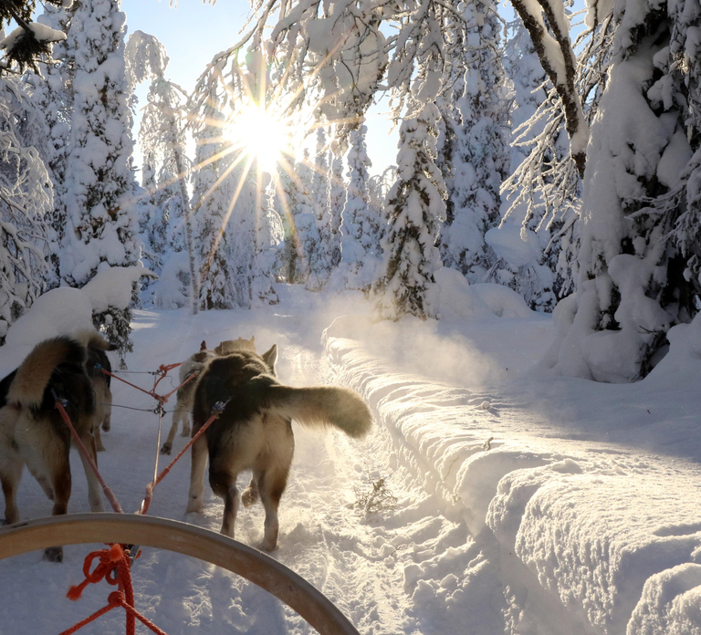 Ruka: 5km Husky Safari with Snacks and Campfire