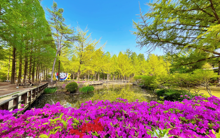 Nami Island Round trip bus - HolidaySG