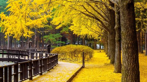 From Seoul: Nami Island, Korean Garden & Rail Bike Day Trip Day Tours