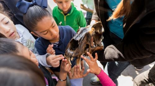 La Brea Tar Pits Museum