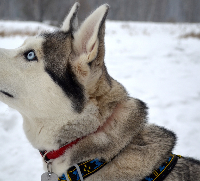From Rovaniemi: 5km passenger Husky Sleigh Ride