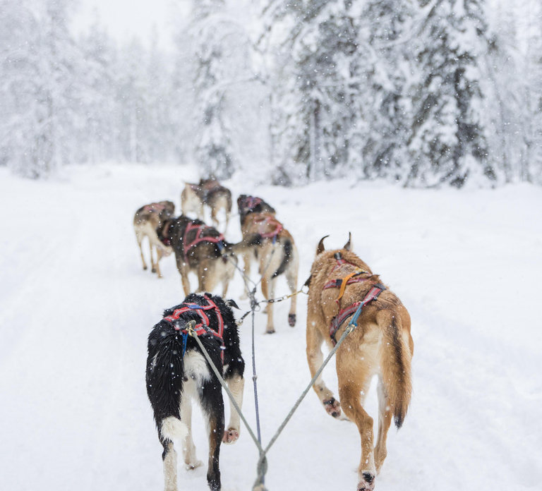 Levi: Guide-driven Husky Safari