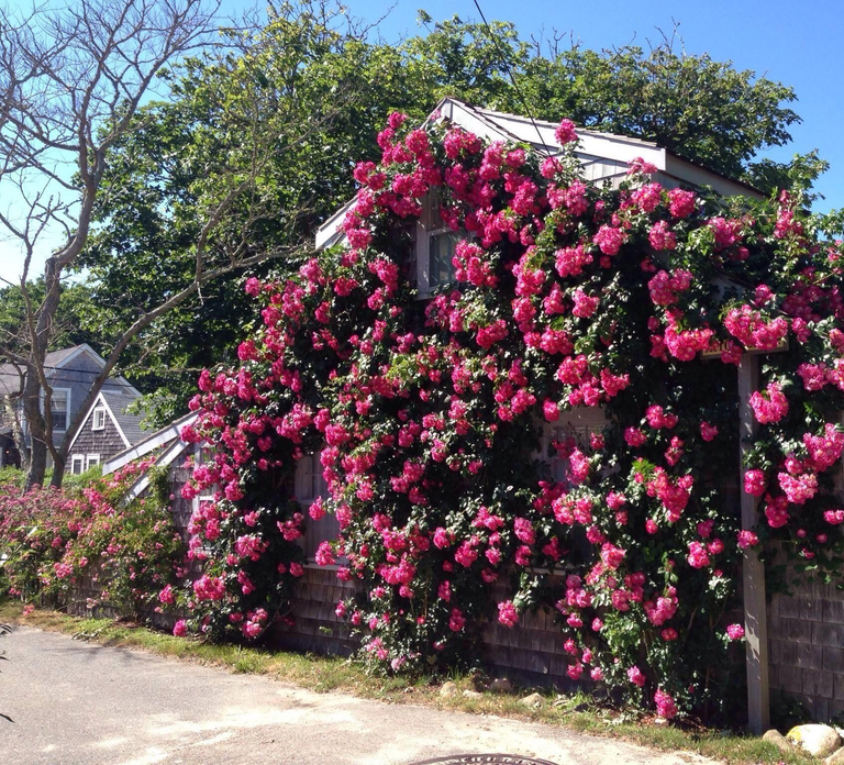 Nantucket: Historical Landmarks Sightseeing Bus Tour