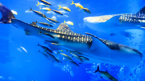 Okinawa CHURAUMI Aquarium with AMERICAN Village Day Tours