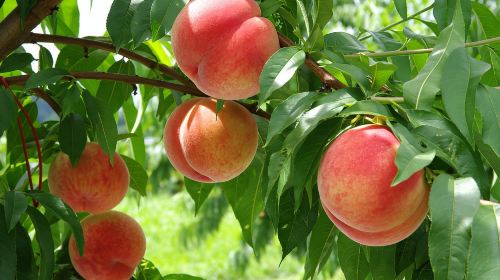 Seasonal Fuji View & Fruit Picking & Mt. Fuji Panoramic Ropeway