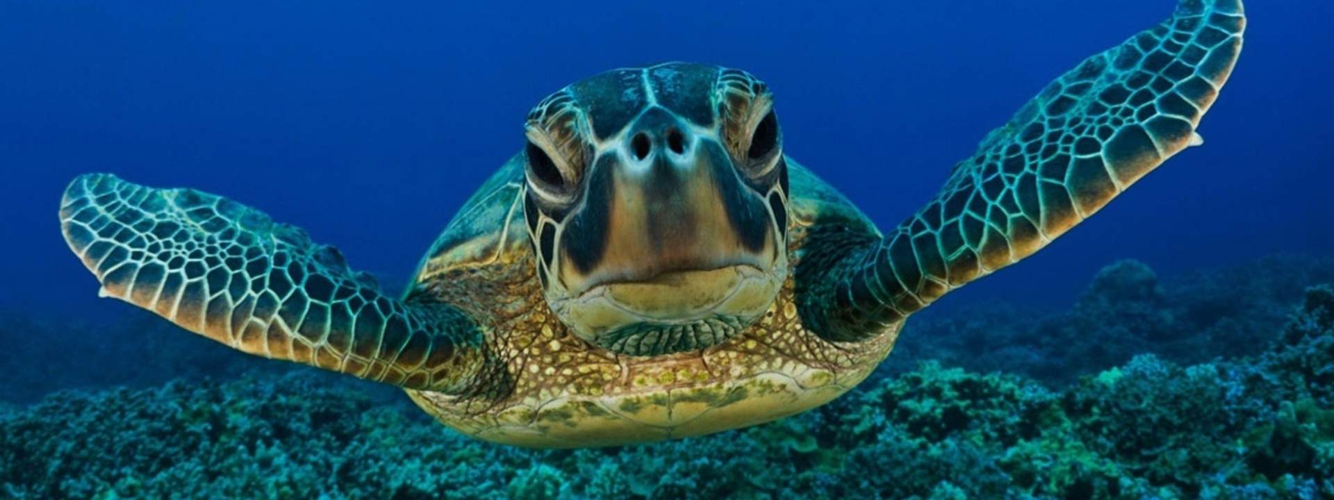 Snorkeling with Sea Turtles at Mirissa