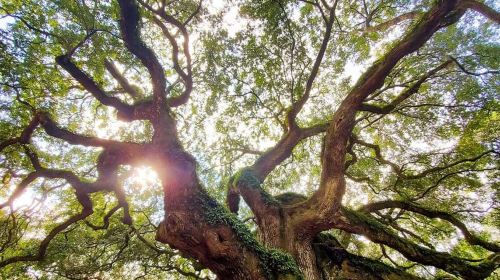 Charleston: The Complete Lowcountry Tour. Get Out of Town!