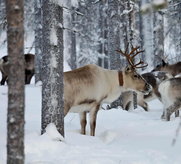 Oulu: Reindeers & Christmas Trees