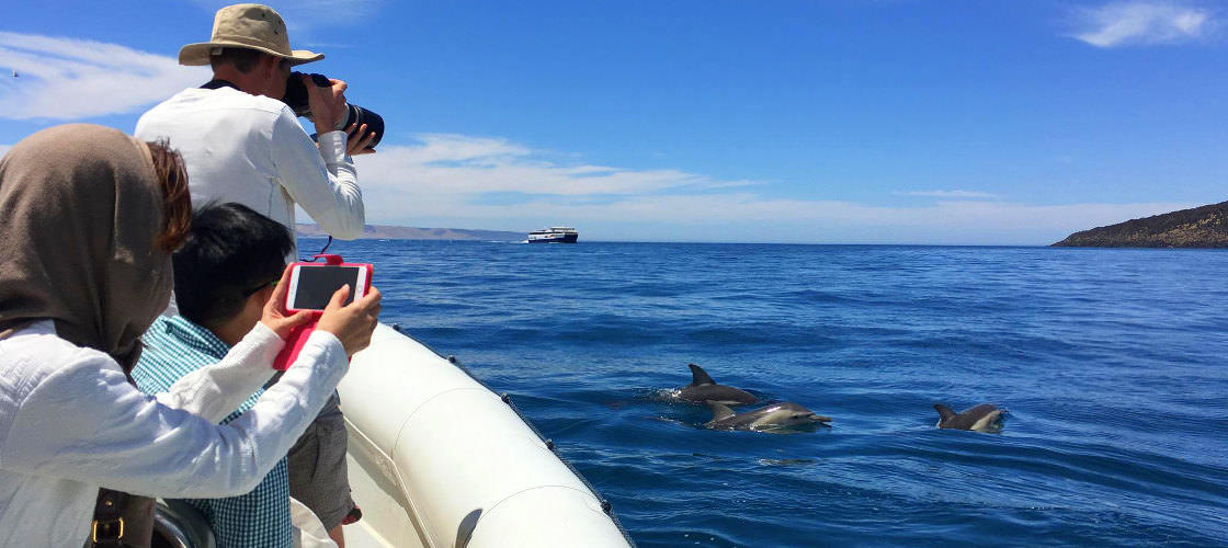 Kangaroo Island Dolphin Safari Cruise - HolidaySG