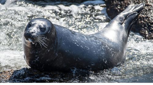 San Pedro: West Harbor LA Dolphin & Whale Watching Cruise Day Tours