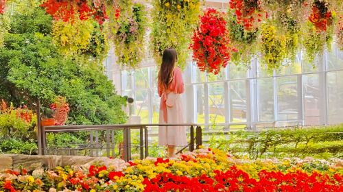 Gyeonggi-do, South Korea|Gapyeong Begonia Bird Park X Rail Bike X Garden of Morning Calm Day Tours