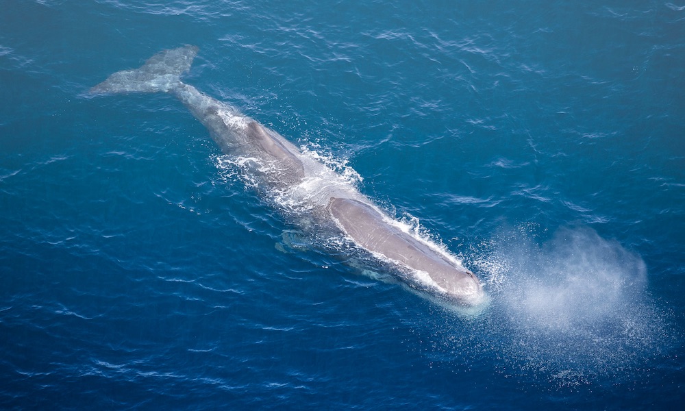 30 Minute Kaikoura Whale Watch Seaplane Flight - HolidaySG