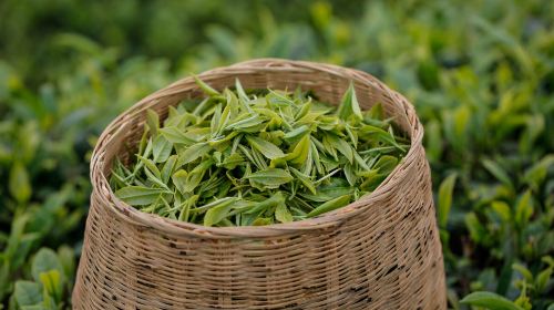 West Lake Scenic Area, Hangzhou|Longjing Village tea garden hike + tea picking and frying experience + tasting Shifeng Longjing tea