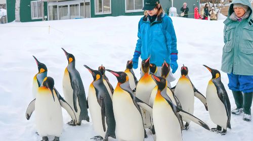 Hokkaido Asahiyama Zoo + Shirahige Waterfall + Seven Stars Tree Romantic 1-day Tour | Optional Set Lunch Included Day Tours