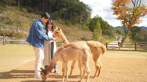 Alpaca World + Nami Island + The Garden of Morning Calm One Day Tour [Depart from Seoul • Family Friendly] Day Tours