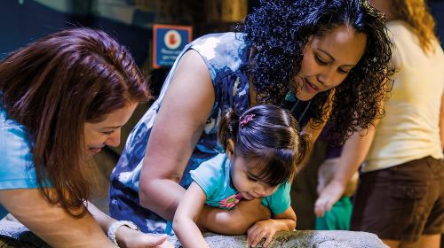 American Dream: SEA LIFE Aquarium Entry Ticket Day Tours