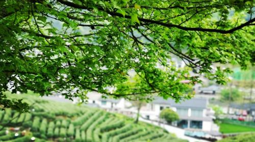 Hangzhou West Lake Longjing Tea Culture In-depth Experience West Lake Ten Scenic Spots + Tea Picking 5KM Light Hiking R Day Tours