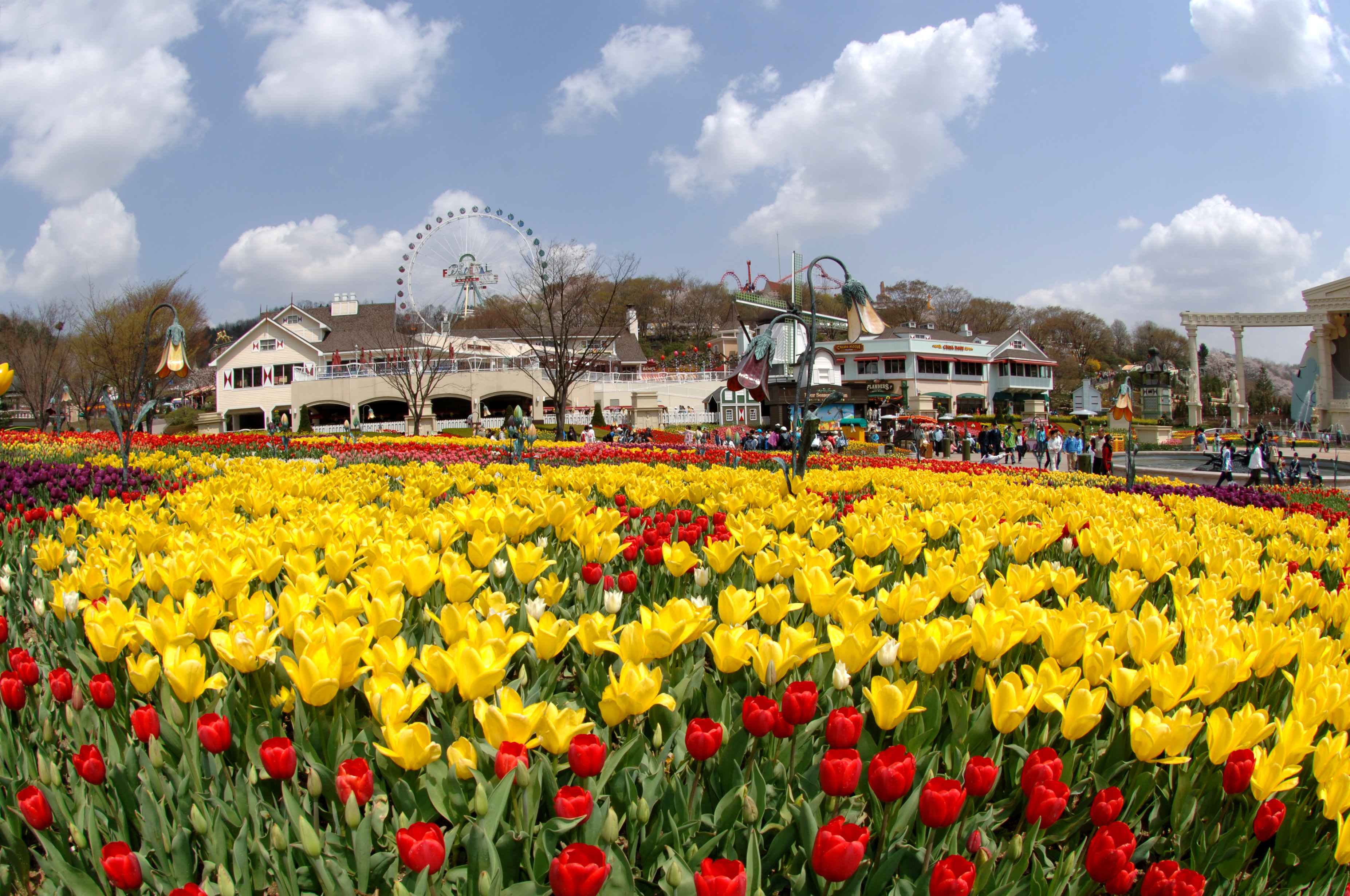 Everland Shuttle Bus