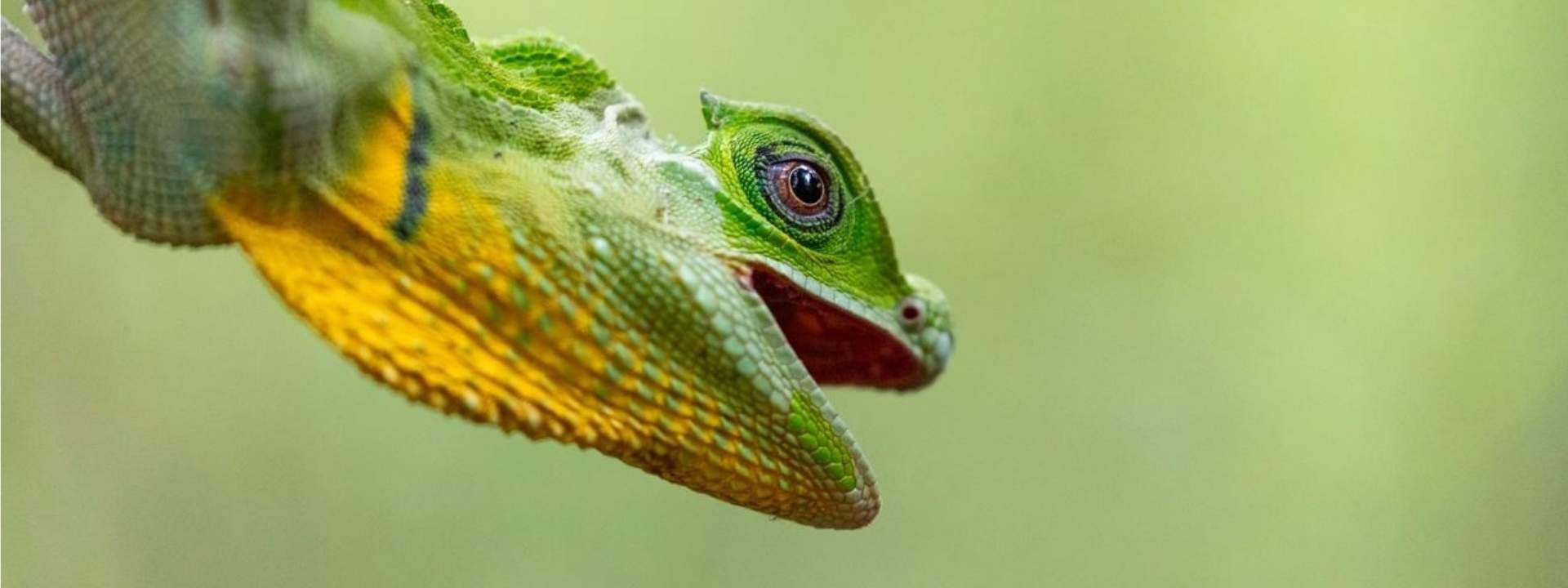 Sinharaja Forest Reserve Private Tour from Bentota