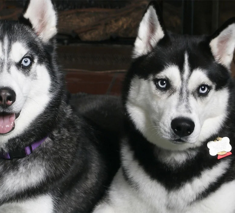 Rovaniemi: Family Friendly Husky Ride and Farm Visit