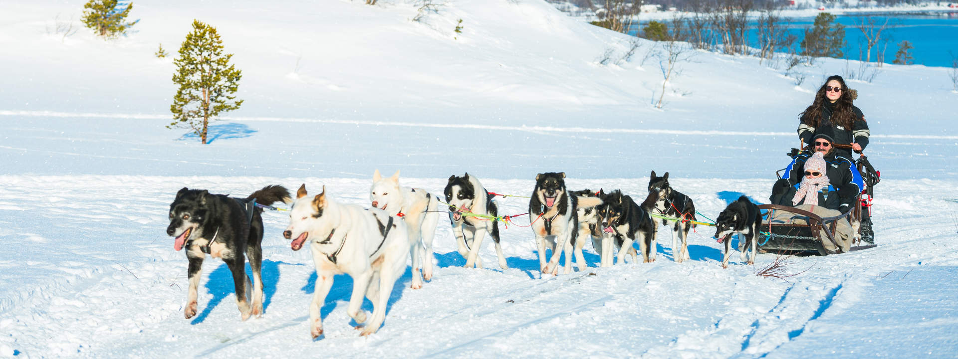 Husky Dog Sledding