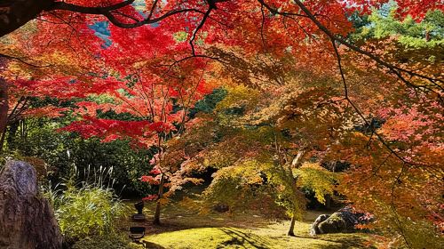 Osaka: Experience the Stunning Autumn Leaves in Full Color! Day Tours