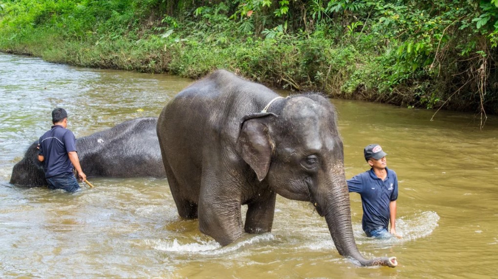 Combo Elephant Sanctuary & Fireflies , Blue Tear Tour with Lunch & Dinner  (SIC Join-In Tour)
