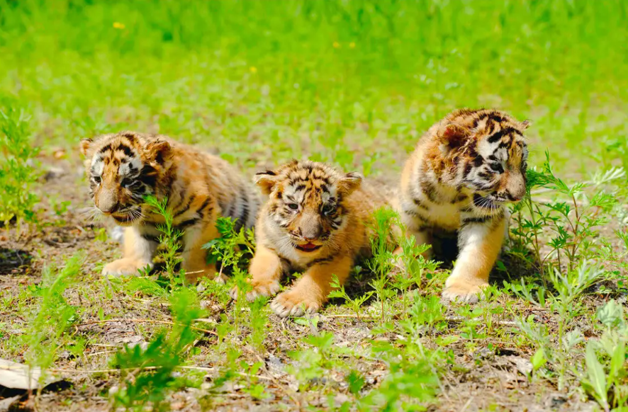 Harbin Siberian Tiger Park Admission Ticket + Thrilling Sightseeing Bus - HolidaySG