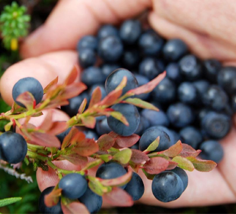 Jyvaskyla: Berry Picking Tour with Pancakes