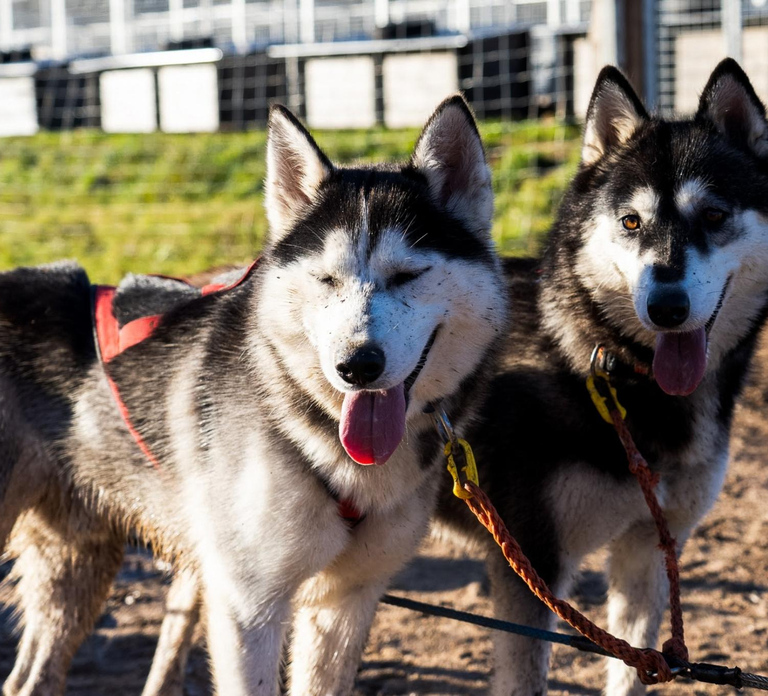 Rovaniemi: Drive Your Own Husky Team (Autumn) & BBQ