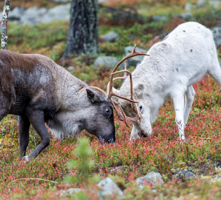 Rovaniemi: Summer Reindeer Farm Experience