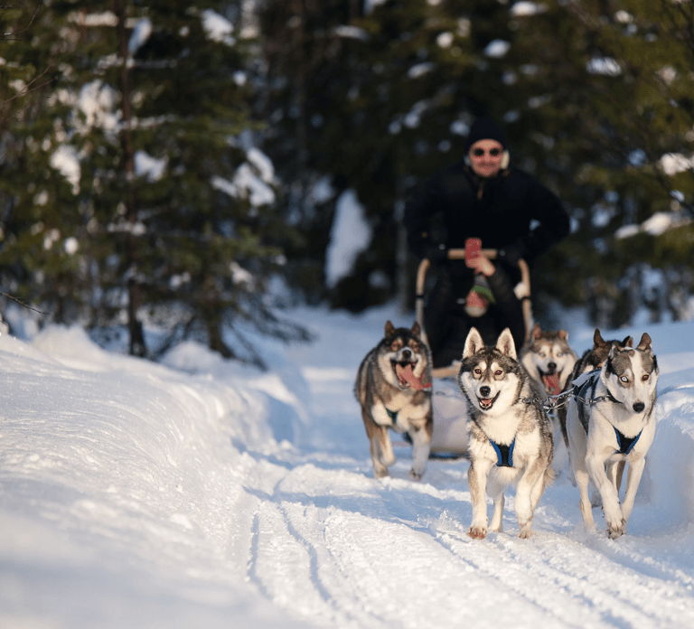 Ruka: 5km Husky Safari with Lunch