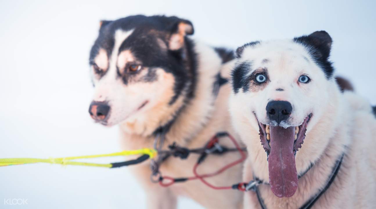 Husky Dog Sledding - HolidaySG