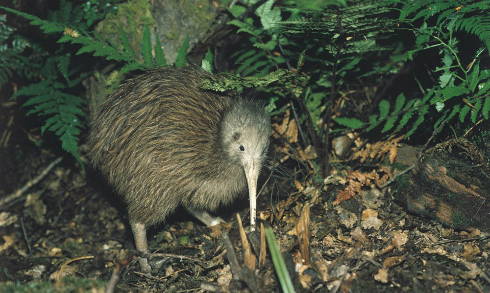 Kiwi Park Queenstown