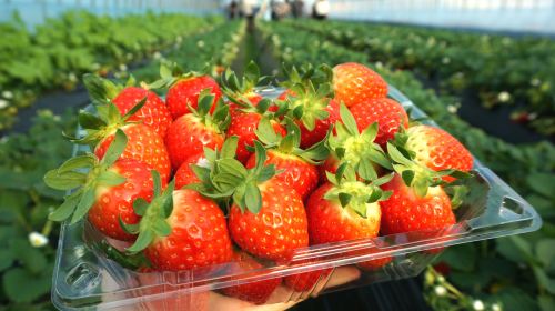 Incheon Gyeonggi Winter Fun One-Day Tour D: Ilsan Aqua Planet+Aegibong Peace Ecopark+Strawberry Picking+Kimbap Making+Hanbok Experience Day Tours