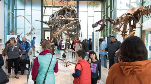 San Antonio: Witte Museum Admission Ticket Day Tours